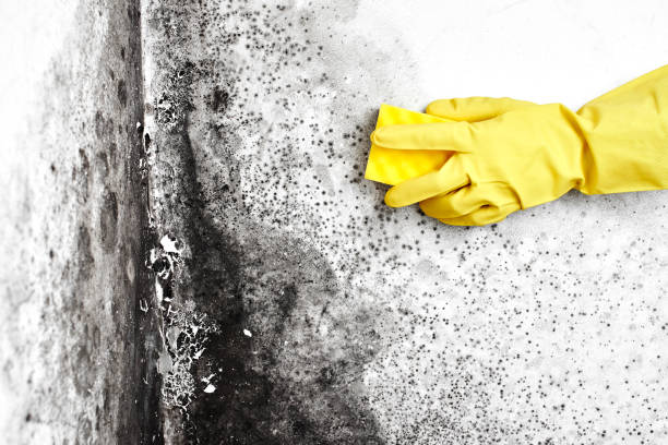 Best Black Mold Removal  in Hooverson Heights, WV