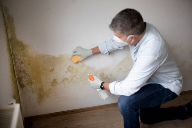 Best Mold Removal for HVAC Installations  in Hooverson Heights, WV