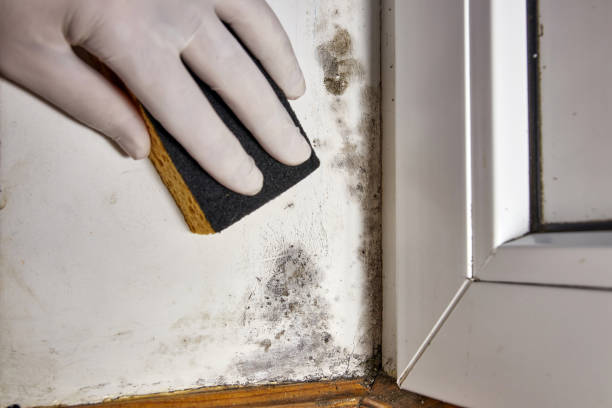 Best Mold Documentation for Insurance Claims  in Hooverson Heights, WV